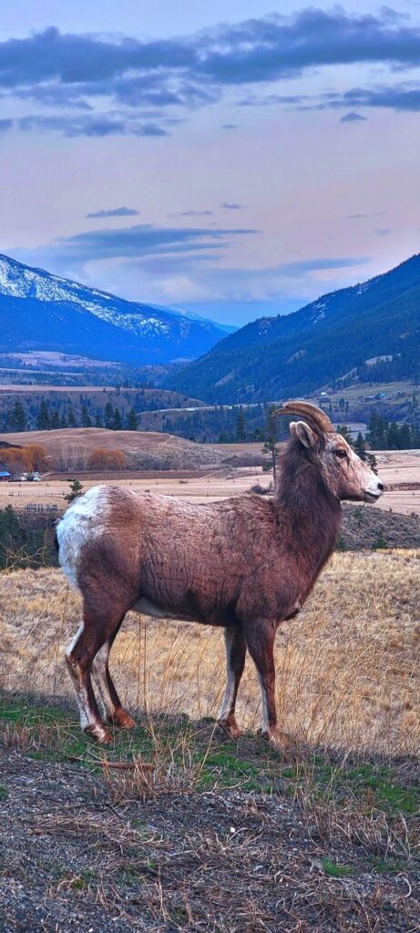 Mountain Sheep - Lytton BC