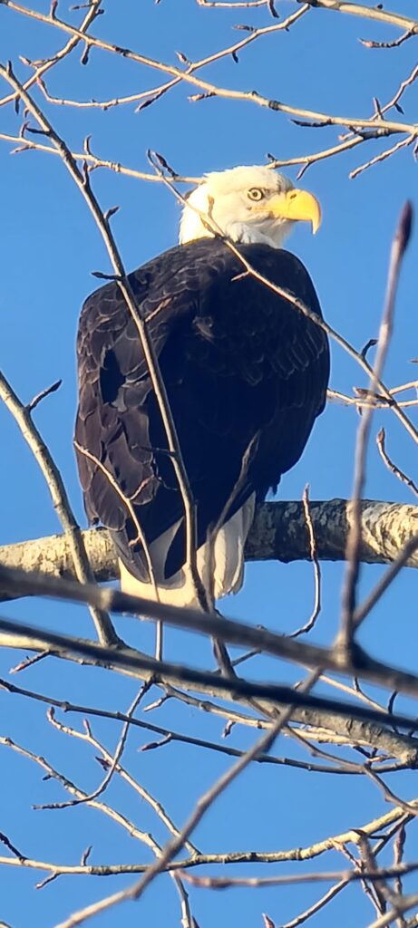 Bald Eagle: Mission Bridge Trail 